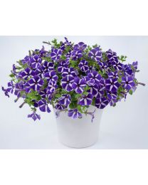 Petunia Cascadias Purple Gem