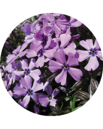 Phlox subulata Subulata Purple Beauty