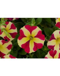 Petunia Amore Queen of Hearts SS