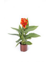 Canna Cannova Red Golden Flame