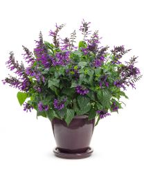Salvia Rockin deep Purple