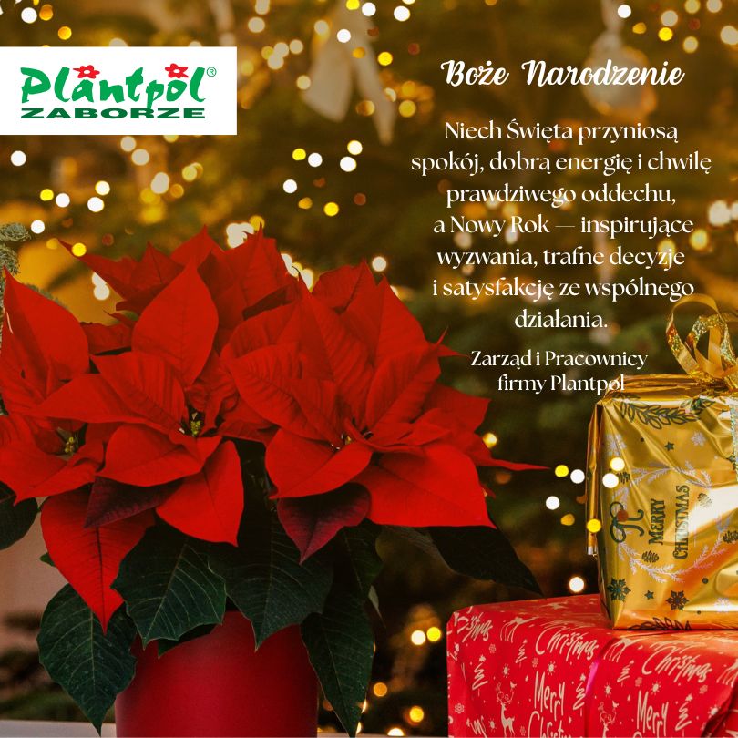 Boże Narodzenie 2025