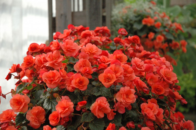 Begonia Solenia