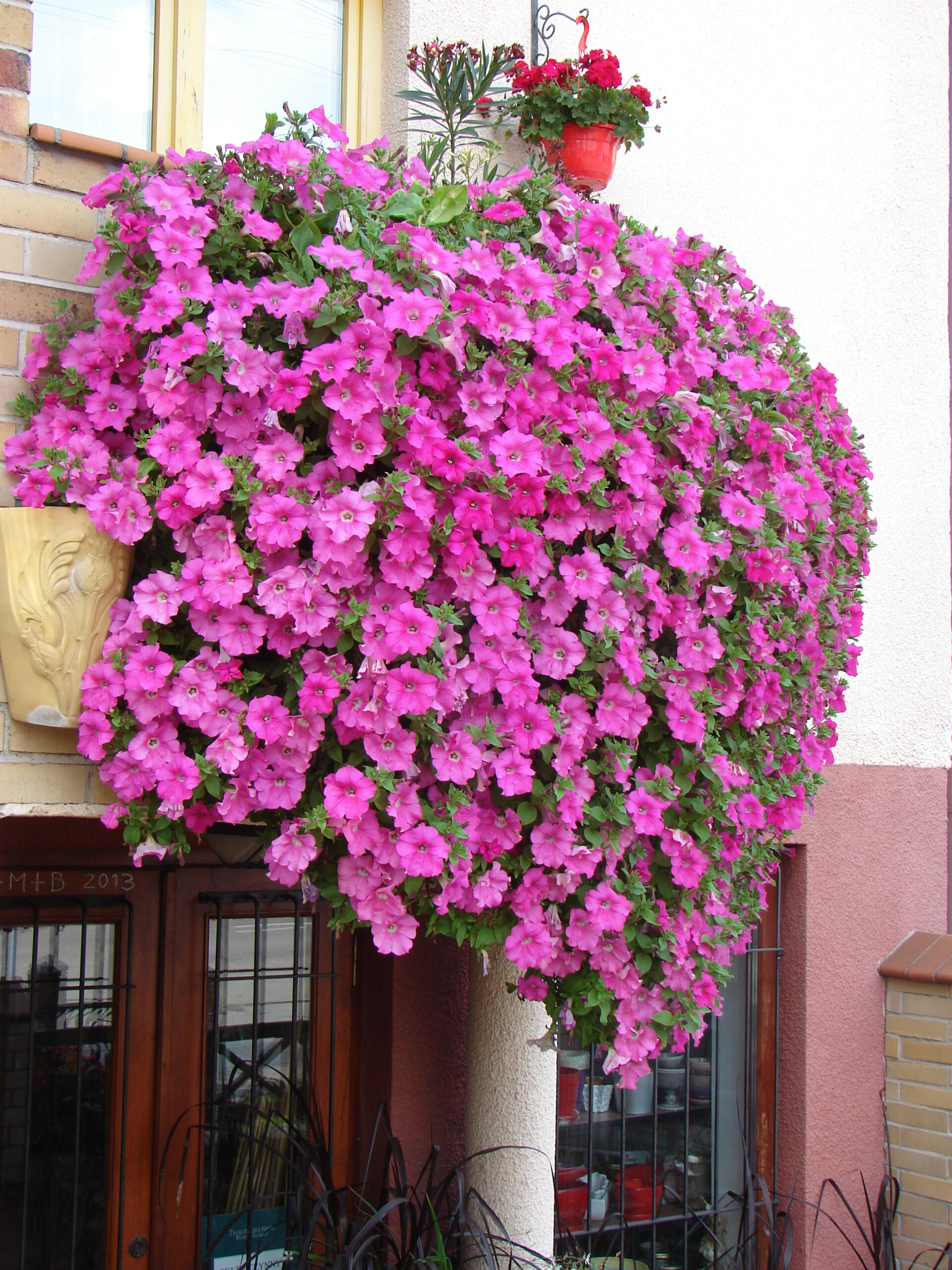 Grande Pink - obrazek 2