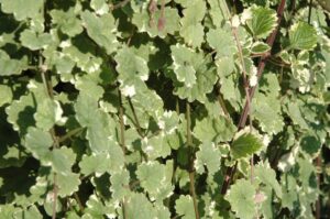 Variegata