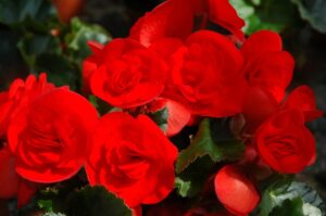 Red Orange