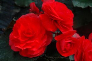 Red Improved