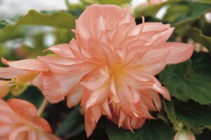 Soft Orange