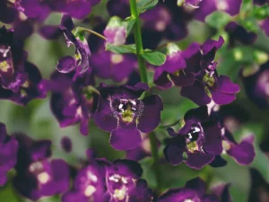 Dark Violet