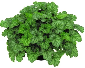 Pepermint