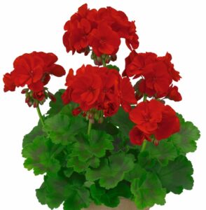 TRENDIX Dark Red