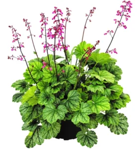 Mint Marquess