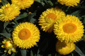 Totally Yellow