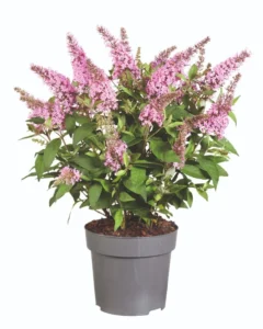 Little Pink 28 szt
