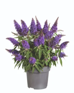 Little Purple 28 szt