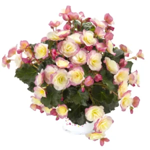 Glory Bicolor