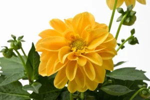 Linda