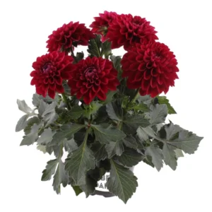 Dark Red