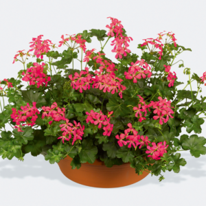 VDP Dark Pink 2 szt