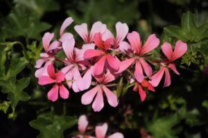 VDP ROSE 2 szt