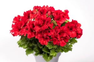 Aristo Bright Red don 12 cm