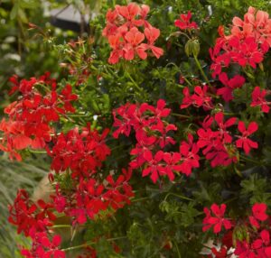 Decora Red 2 szt