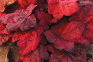 Autumn Leaves