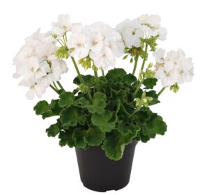 Piz Blanc