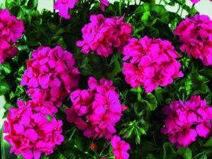 BIGIX Neon Pink
