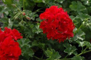 BIGIX  Red