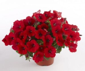 Deep Red