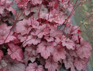 Georgia Plum