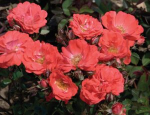 Coral
