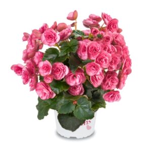 Rhodee Pink