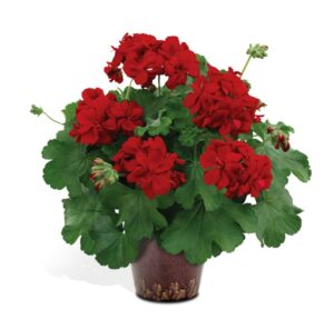 Champion Red Improved