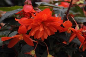 Hot Orange