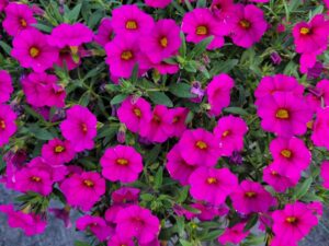 Unique Pink