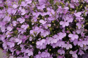 Lobelix Lilac
