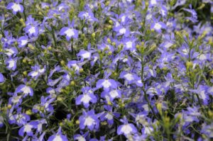 Lobelix Blue with Eye