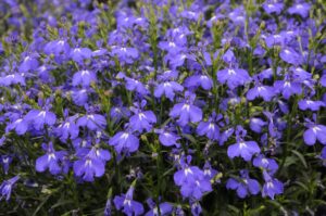 Lobelix Blue