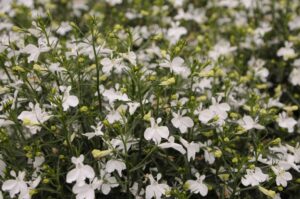 Lobelix White