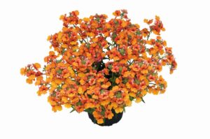 Little Orange