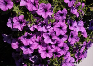 Grande Lavender