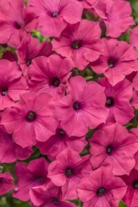 VISTA Fuchsia