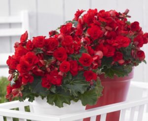 Vermillion Red