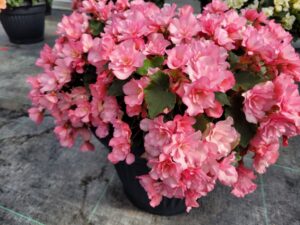 Glory Pink