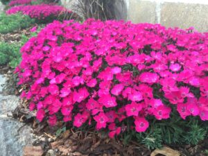 Waikiki Pink
