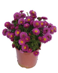 Granat
