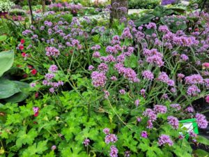 Bonariensis Purple Tower