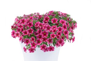 Colibri Cherry Lace
